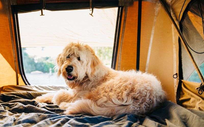 dog-friendly