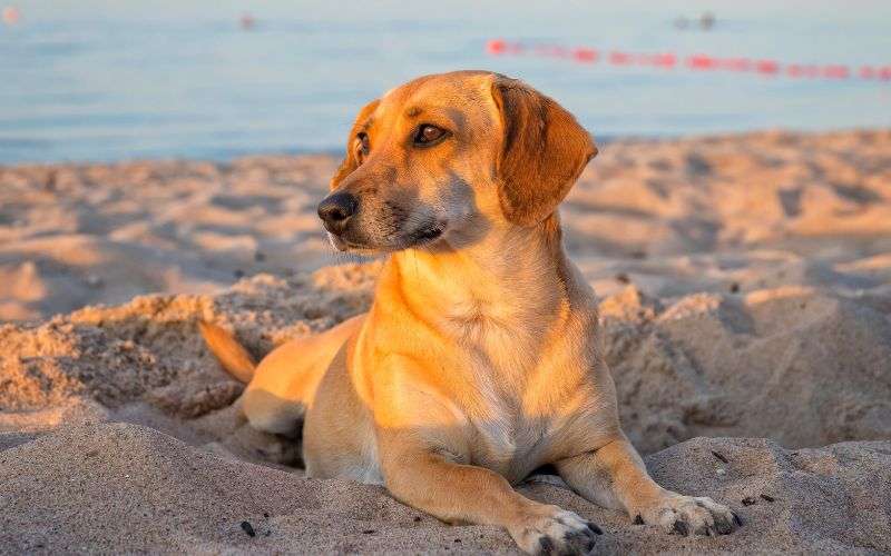 Dog-friendly